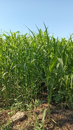 લીલી જુવારનો ચારો