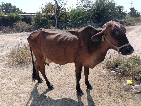 વેચવા ની