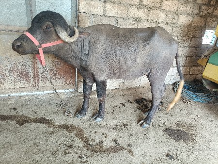 ખડેલી ના સાટા કરવા ના છે