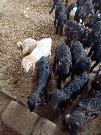 थंबनेल 2