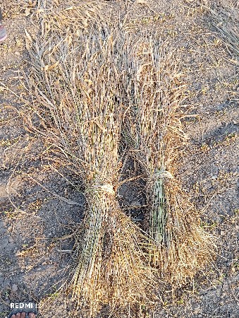 જુવાર ના પુરાં વેચવા ના છે