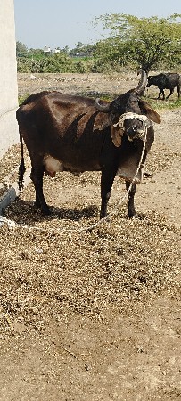 थंबनेल 3