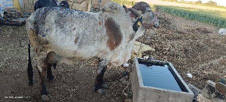 ગાય વેશવ‌વાની છે