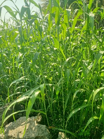 थंबनेल 3