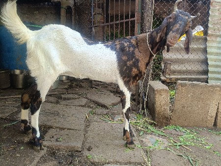 थंबनेल 3