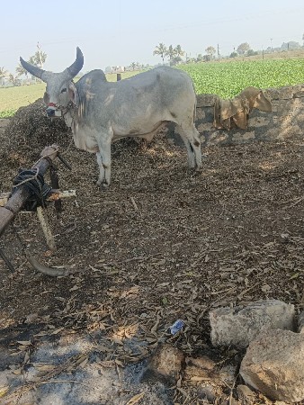 થંબનેલ 2