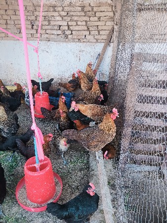 थंबनेल 3