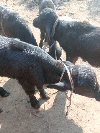 થંબનેલ 2