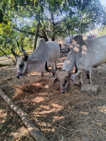 थंबनेल 3