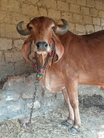 ગીર ગાય નુ સાટુ કરવાનુ છે