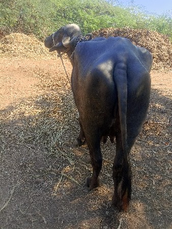 ભેસ વેચવાની છે