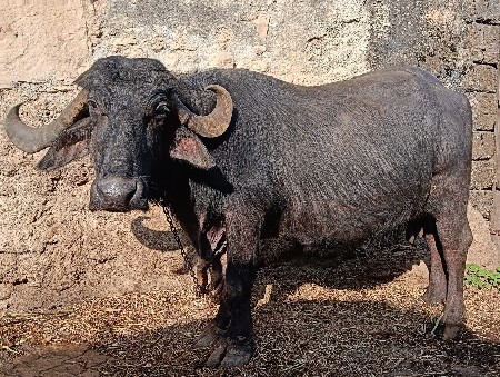 થંબનેલ 2