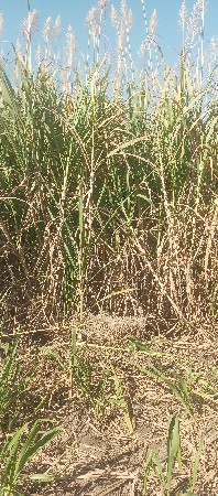 ઘાસ છારા માટે શેરડી વેચવાની છે