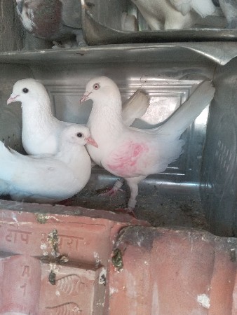 થંબનેલ 3