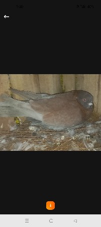 બાર નંગ છે