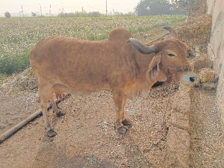 3 વેતર 
દોઢ મહિના ગાય છે
2.5 લિ