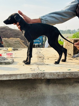 थंबनेल 3