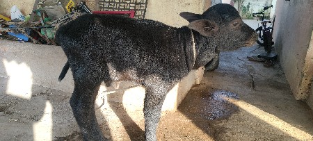 પાડો દેવાનો છે