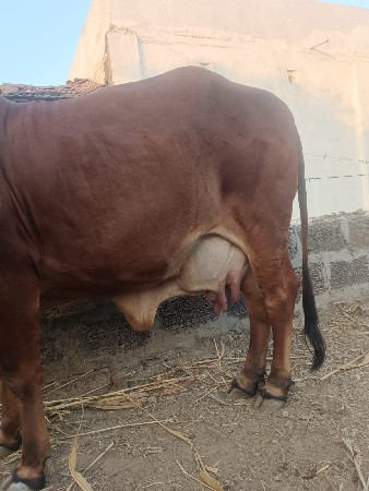 थंबनेल 3