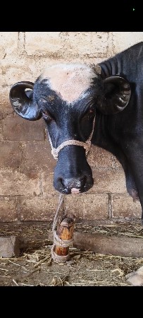 બીજા વેતર ભેંસ વેલા તે પેલા