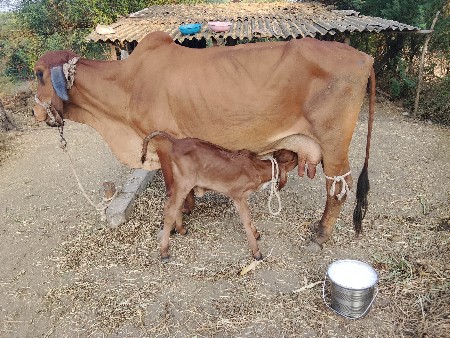 थंबनेल 5