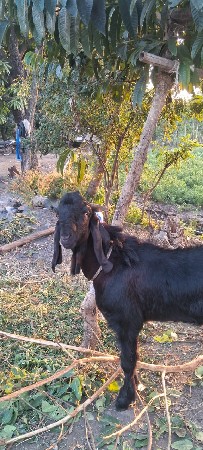 थंबनेल 3