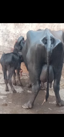 थंबनेल 2