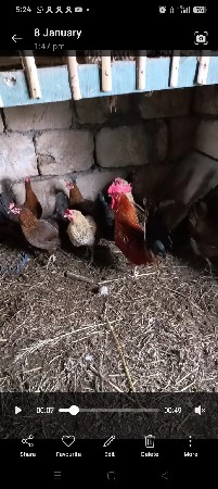 મુરઘી વેચવાની છે