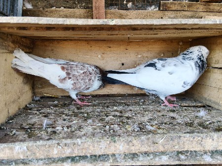 થંબનેલ 2