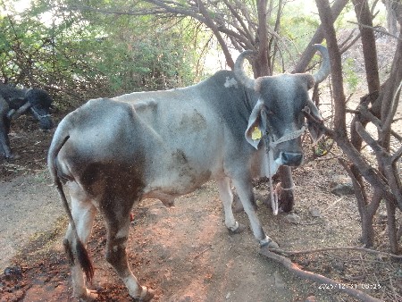 थंबनेल 2