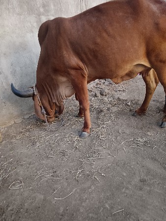 थंबनेल 3