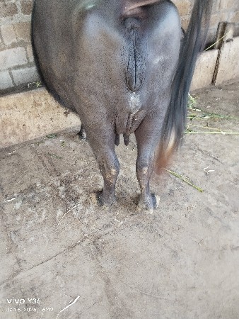 બની ભેંસ વેચવાની છે