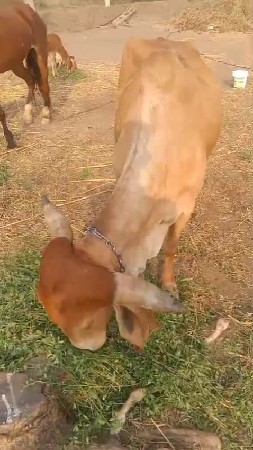 थंबनेल 2