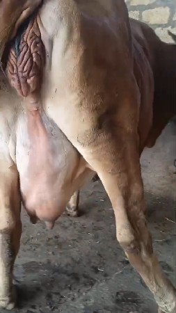 ગાય વેચવાની