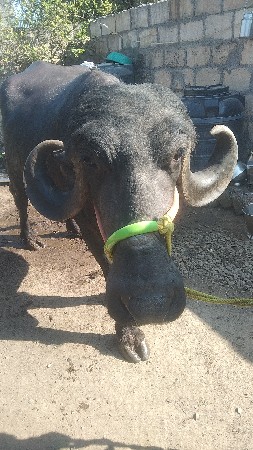 ગામબગસરા.  તાબગસરા.  જીઅમરેલી