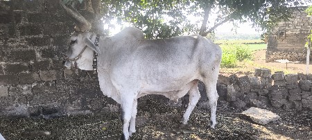 थंबनेल 3