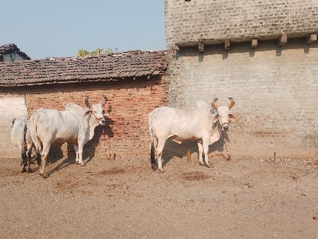 થંબનેલ 3