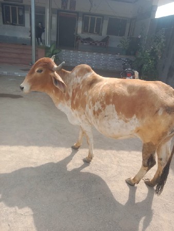 थंबनेल 2