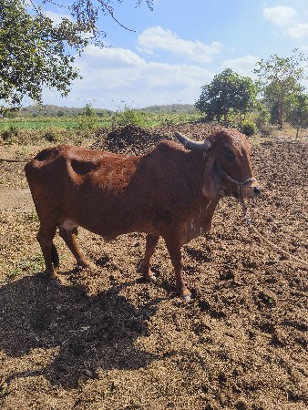 थंबनेल 2