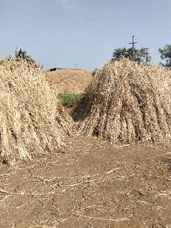 જુવાર પુરા