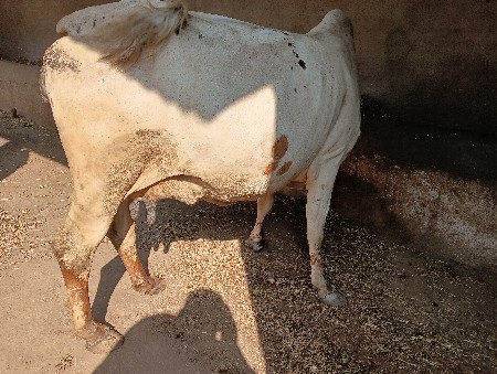 થંબનેલ 2