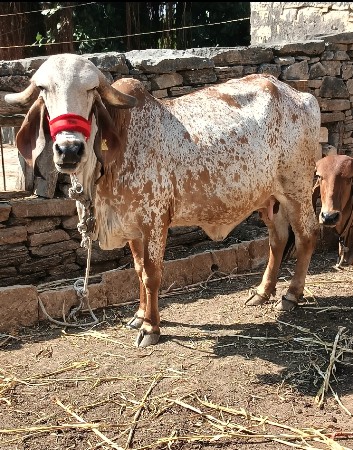 ગીર હૉડકી કાબરી છે