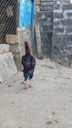 થંબનેલ 3