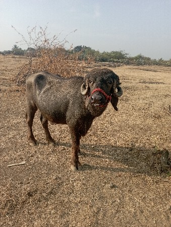 थंबनेल 3