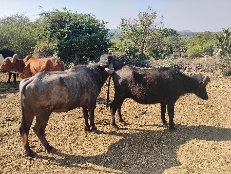 थंबनेल 2