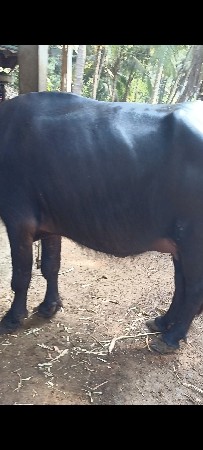 थंबनेल 3