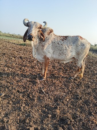 વાછરડો વેચવાનો છે