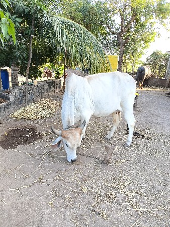 વેચવાની