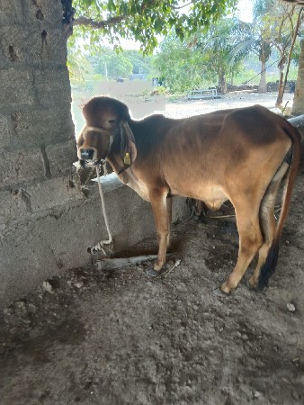 थंबनेल 3