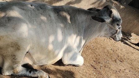 SF   ગાઈ વેચવાની છે